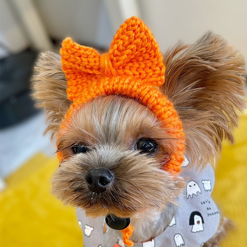 【Yy】犬の帽子　リボンの耳出しニット帽　ライトブルー 犬の帽子 リボンの耳出しニット帽 ペット服・アクセサリー Na☆Rura
