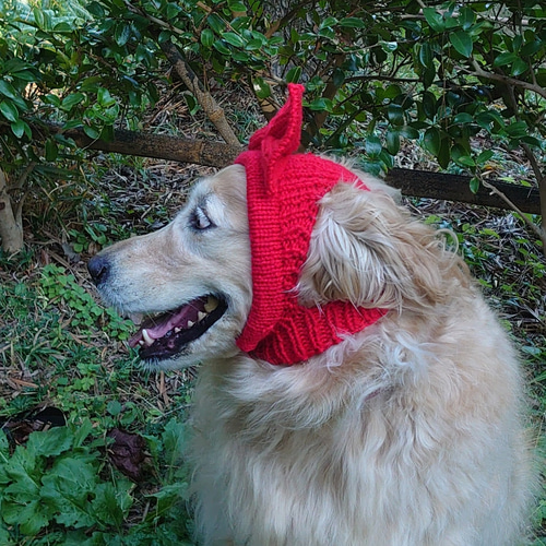 【Yy】犬の帽子　リボンの耳出しニット帽　ライトブルー 犬の帽子 リボンの耳出しニット帽 ペット服・アクセサリー Na☆Rura