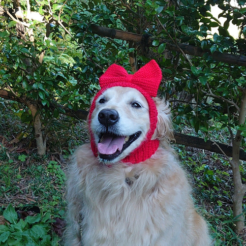 犬の帽子 リボンの耳出しニット帽 ペット服・アクセサリー Na☆Rura