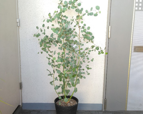 ユーカリの葉の写真アート作品額縁付き Amazon.co.jp: 額絵 日本画 花鳥画 春飾り 桜に鶯 F4 緒方葉水