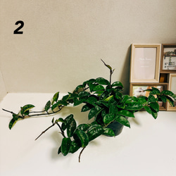 ［現品］【希少】ホヤ　クリンクルエイト　4号　観葉植物　レア　蔓性　かわいい　珍しい　多肉質の葉　2.3 1枚目の画像