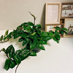 ［現品］【希少】ホヤ　クリンクルエイト　4号　観葉植物　レア　蔓性　かわいい　珍しい　多肉質の葉　2.3 2枚目の画像