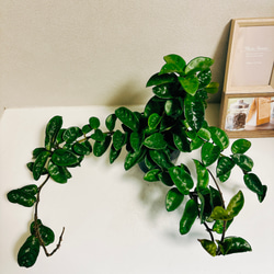 ［現品］【希少】ホヤ　クリンクルエイト　4号　観葉植物　レア　蔓性　かわいい　珍しい　多肉質の葉　2.3 10枚目の画像