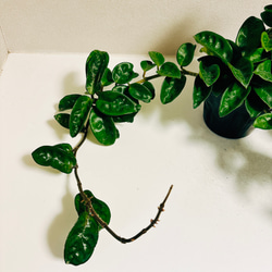 ［現品］【希少】ホヤ　クリンクルエイト　4号　観葉植物　レア　蔓性　かわいい　珍しい　多肉質の葉　2.3 12枚目の画像