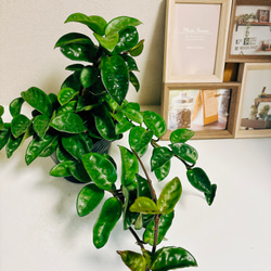 ［現品］【希少】ホヤ　クリンクルエイト　4号　観葉植物　レア　蔓性　かわいい　珍しい　多肉質の葉　2.3 11枚目の画像