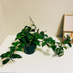 ［現品］【希少】ホヤ　クリンクルエイト　4号　観葉植物　レア　蔓性　かわいい　珍しい　多肉質の葉　2.3 3枚目の画像