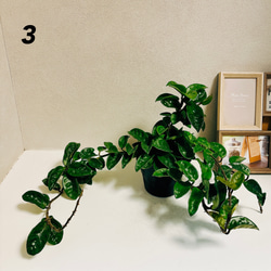 ［現品］【希少】ホヤ　クリンクルエイト　4号　観葉植物　レア　蔓性　かわいい　珍しい　多肉質の葉　2.3 8枚目の画像