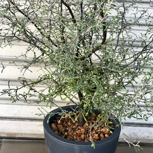 樹形抜群！ コロキア マオリシルバー 6号 その他インテリア雑貨 PLANTS