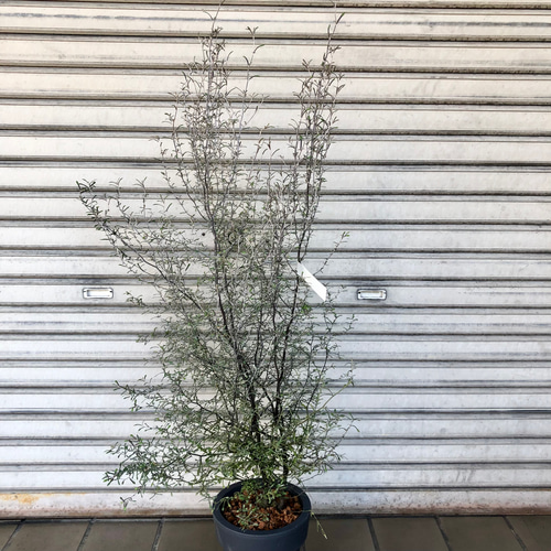 樹形抜群！ コロキア マオリシルバー 6号 その他インテリア雑貨 PLANTS