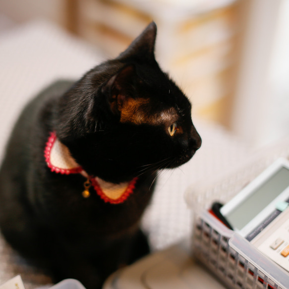 【 猫雑貨 招福 】猫 首輪 付襟 エリ セーフティバックル付 イチゴ いちご柄 サイズ調整可能 10枚目の画像