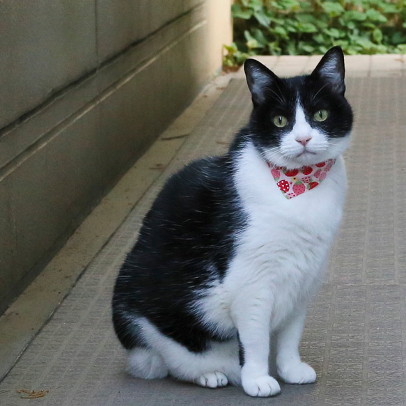 猫 首輪 バンダナ ＋ 安全ベルト の２点セット セーフティバックル付 イチゴ いちご柄 3枚目の画像