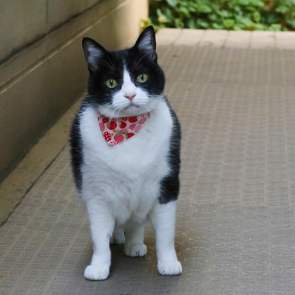 猫 首輪 バンダナ ＋ 安全ベルト の２点セット セーフティバックル付 イチゴ いちご柄 8枚目の画像