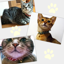 貓項圈有從小貓到成貓的尺寸可供選擇！稀有美國棉質條紋，附安全扣 第11張的照片