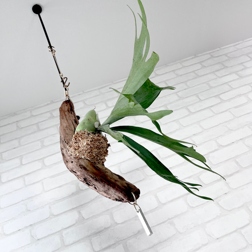 ビカクシダ コウモリラン 流木付け 観葉植物 ハンギンググリーン