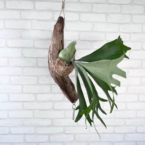 ビカクシダ コウモリラン 流木付け 観葉植物 ハンギンググリーン