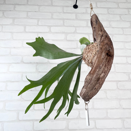コウモリラン　ヴィーチー　流木ハンギング　現品 ビカクシダ コウモリラン 流木付け 観葉植物 ハンギンググリーン