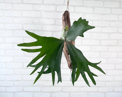 【新入荷】flying ビカクシダ グランデ コウモリラン ハンギング 観葉植物 Amazon.co.jp: [ miipas ] ビカクシダ コウモリラン ハンギング