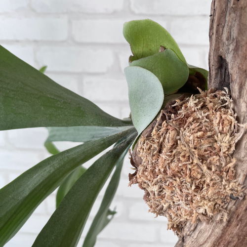 ビカクシダ コウモリラン 流木付け 観葉植物 ハンギンググリーン