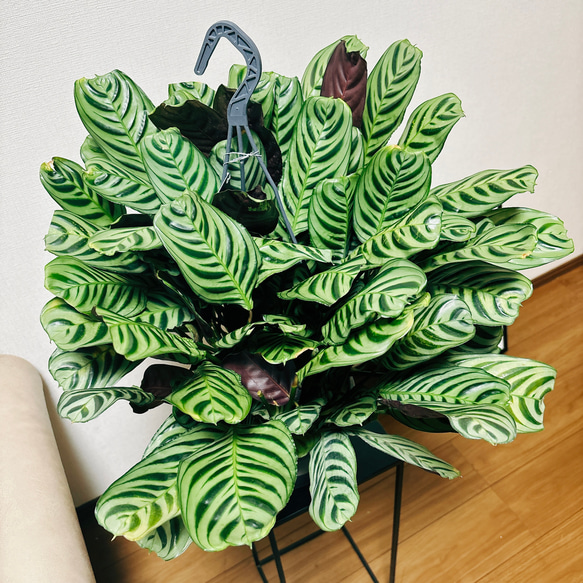 クテナンテ『ブルレーマルクシー』 | Planet Plants プラネット