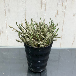株立ち　ゾンビプランツ　　ユーフォルビア プラティクラダ Euphorbia platyclada 4-4.5ロング鉢 1枚目の画像