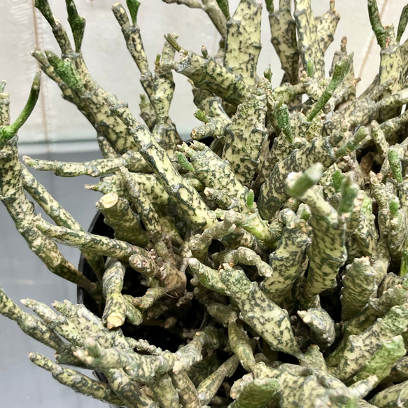 株立ち　ゾンビプランツ　　ユーフォルビア プラティクラダ Euphorbia platyclada 4-4.5ロング鉢 5枚目の画像
