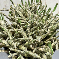 株立ち　ゾンビプランツ　　ユーフォルビア プラティクラダ Euphorbia platyclada 4-4.5ロング鉢 7枚目の画像