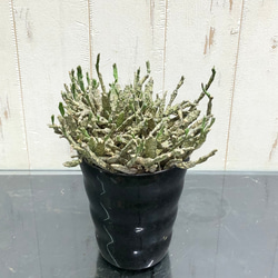 株立ち　ゾンビプランツ　　ユーフォルビア プラティクラダ Euphorbia platyclada 4-4.5ロング鉢 2枚目の画像