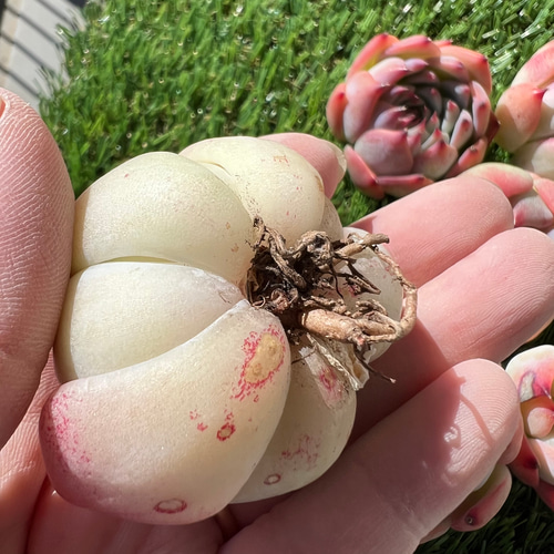 フローラB 多肉植物 韓国苗 カット苗 多肉植物 なななな 通販