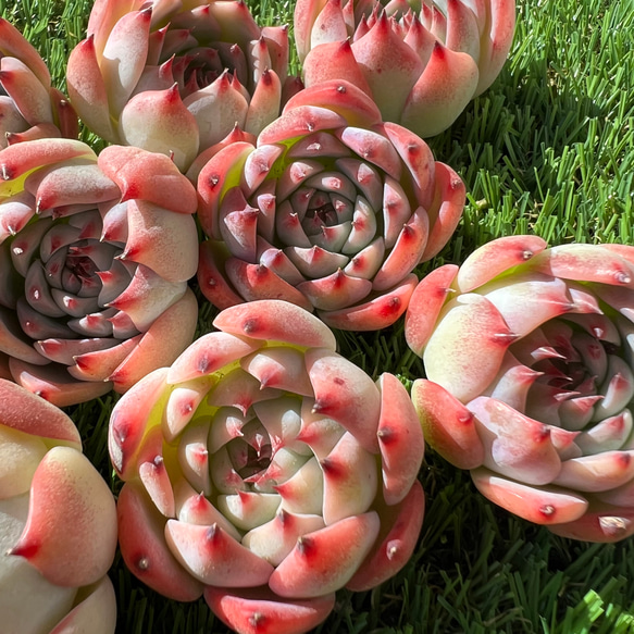 フローラB 多肉植物 韓国苗 カット苗 1枚目の画像