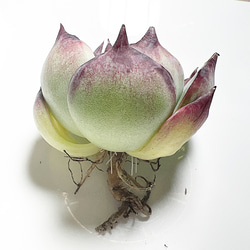 カシオ赤錦 多肉植物 韓国苗 抜き苗 3枚目の画像