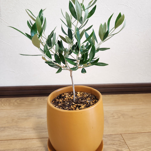 発根済】セサモタムナス ブッセアヌス現地球