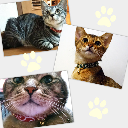 猫 首輪 子猫 ～ 成猫までサイズが選べる！ 千鳥格子 セーフティ