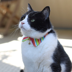 貓項圈 Eri 帶安全扣 尺寸可調式彩虹條紋 第3張的照片