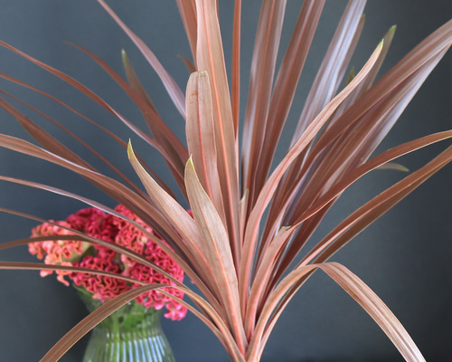 極太 斑入り 赤ドラセナ コーヒークラシックコルジリネ レッド