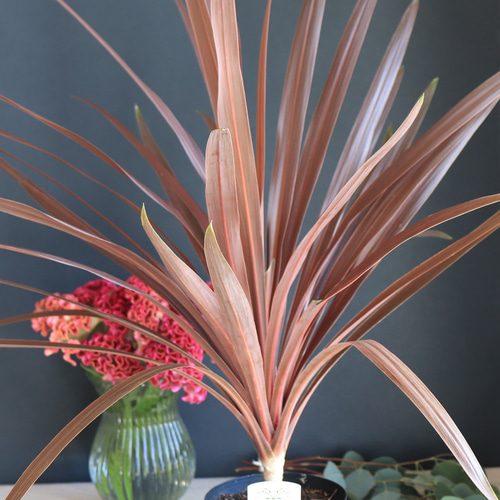 送料無料｜コルジリネ・レッドスター｜赤ドラセナ｜5.5号｜観葉植物