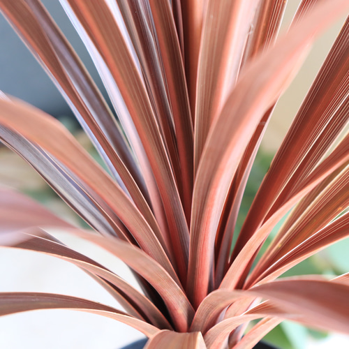 レッドスター　コルジリネ 赤ドラセナ　根巻　28 レッドスター コルジリネ 赤ドラセナ 根巻 28 コルジリネ レッドスター