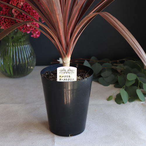 送料無料｜コルジリネ・レッドスター｜赤ドラセナ｜5.5号｜観葉植物