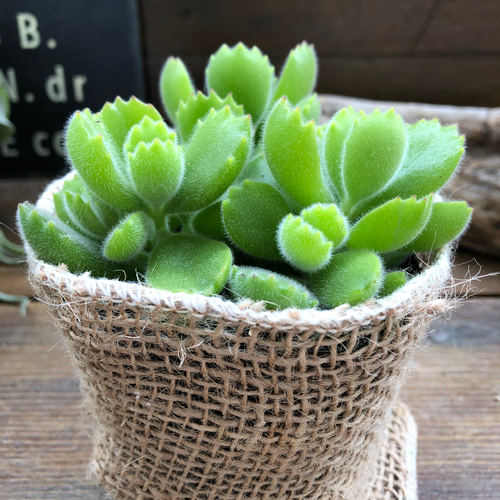 熊童子 多肉植物 コチレドン熊童子錦の基本情報・育て方｜多肉植物・サボテン図鑑