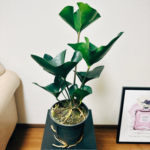 現品］【希少】アンスリウム アロー 5号 観葉植物 室内 レア 原種