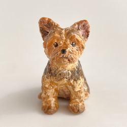 ヨークシャーテリア（Yorkshire terrier） 1枚目の画像