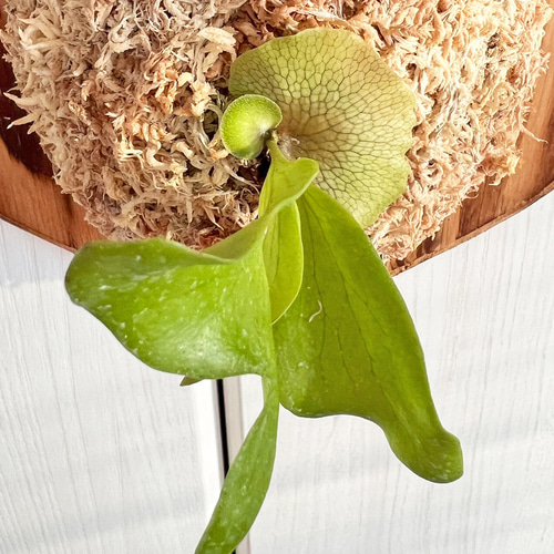 ビカクシダ ヒリードラゴン 板付 観葉植物 壁掛け コウモリラン
