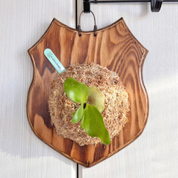 ビカクシダ ヒリードラゴン 板付 観葉植物 壁掛け コウモリラン その他