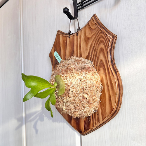 ビカクシダ　ヒリー　ドラゴン　板付 ビカクシダ ヒリードラゴン 板付 観葉植物 壁掛け コウモリラン