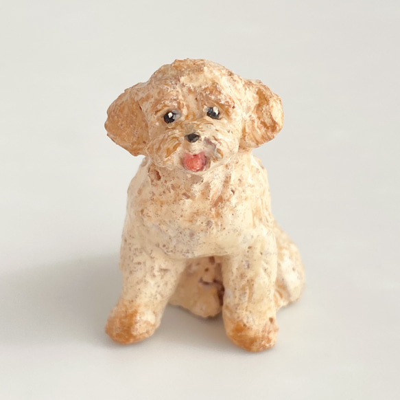 トイプードル（toy poodle） 1枚目の画像