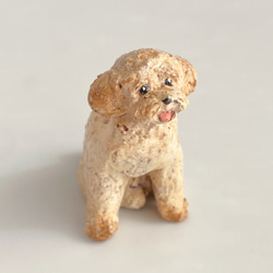 トイプードル（toy poodle） 2枚目の画像