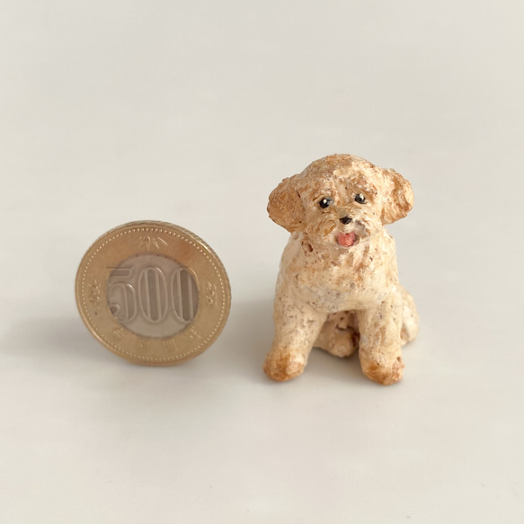 トイプードル（toy poodle） 7枚目の画像