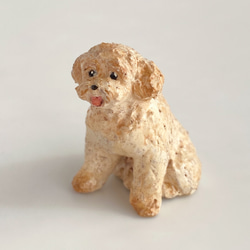 トイプードル（toy poodle） 3枚目の画像