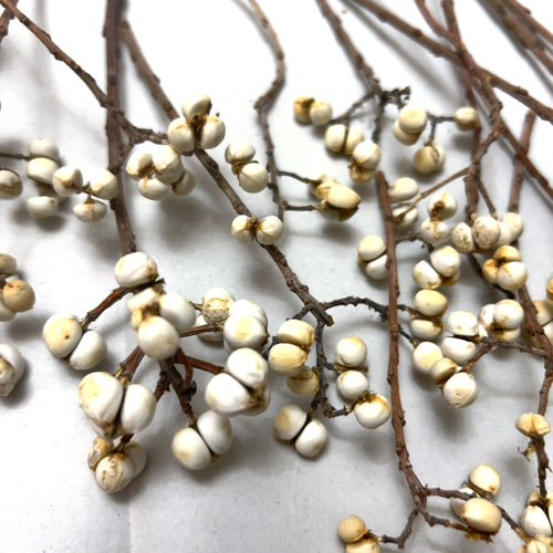 ナンキンハゼ 3〜6粒30本セット ドライフラワー Satsuki 通販 16782346