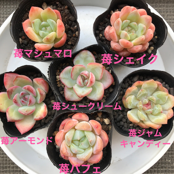 エケベリア イチボ ⑥ 26072_1.jpg