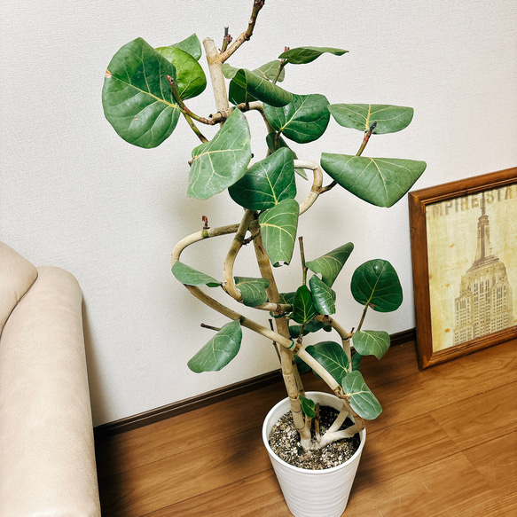 ［現品］9番　シーグレープ　曲がり　8号　ハマベブドウ　ココロバ　観葉植物　室内　大型　おしゃれ　人気　個性的　龍 2枚目の画像
